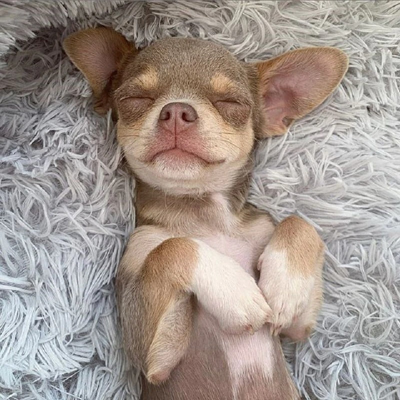 Calming Pet Bed